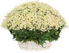 Цветочная композиция из Ромашки в корзине #REPLACE_PRED# Верхотурье